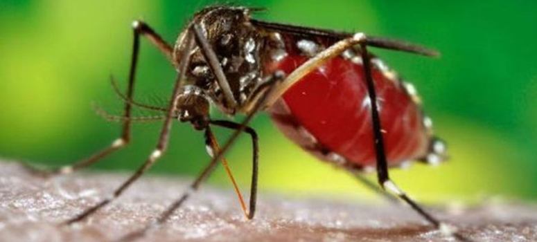 Inovio hará la primera vacuna contra el zika en EEUU