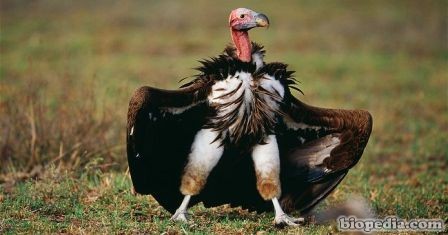 Los buitres también son gay