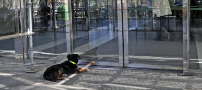 Un perro revoluciona un hospital de Murcia