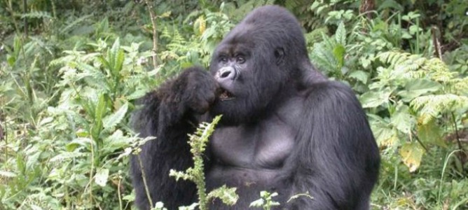 VÍDEO: Un niño cae al foso de un gorila en un zoo y lo matan para salvar al menor