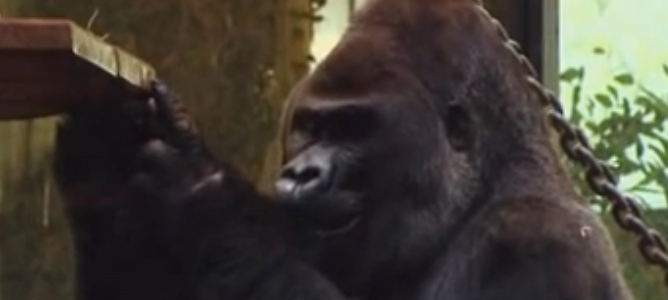 El gorila Jacko, el gestor más reconocido de Holanda