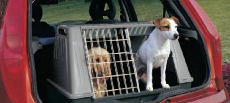 Cómo viajar con las mascotas