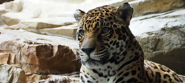 Un leopardo camuflado desconcierta a los internautas