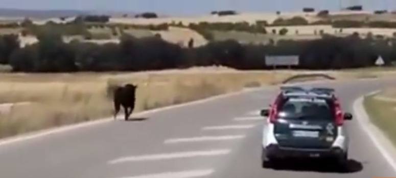 El vídeo de la persecución con tiroteo de la Guardia Civil a un toro arrasa en Facebook