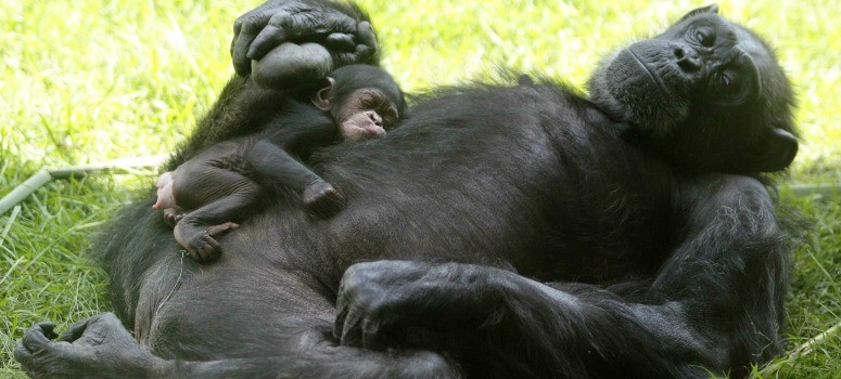 Los chimpancés, orangutanes y bonobos pueden leer la mente