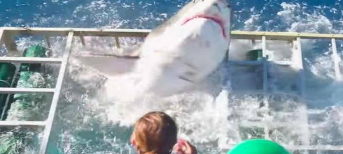 Vídeo: un tiburón se mete en una jaula donde había un buzo