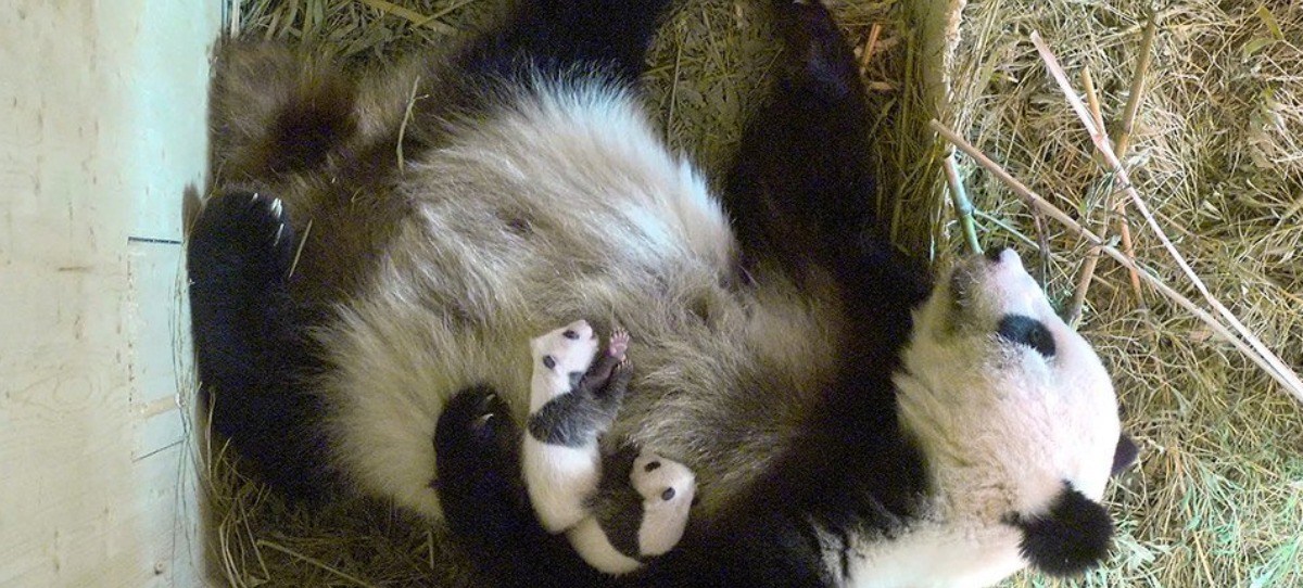 El zoo de Viena permite votar en internet el nombre de un panda bebé
