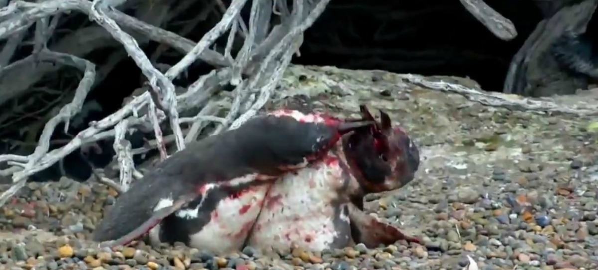 Vídeo viral de la brutal pelea entre dos pingüinos por celos