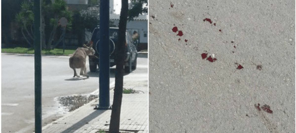 Imágenes de un burro arrastrado por un todoterreno en Chipiona
