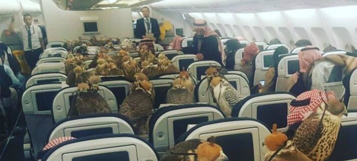 Un príncipe saudí lleva a sus 80 halcones en primera clase