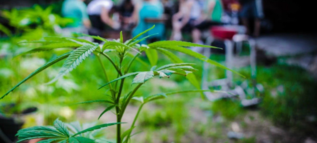 Ciudadanos pide que se legalice el cannabis para uso medicinal