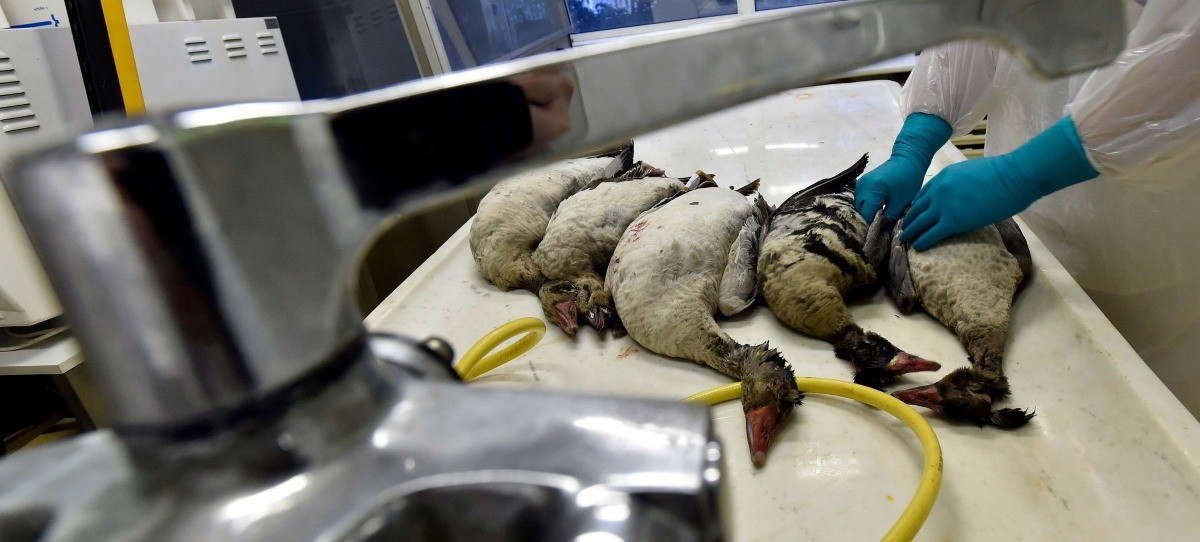 Francia decide sacrificar 600.000 patos por la gripe aviar