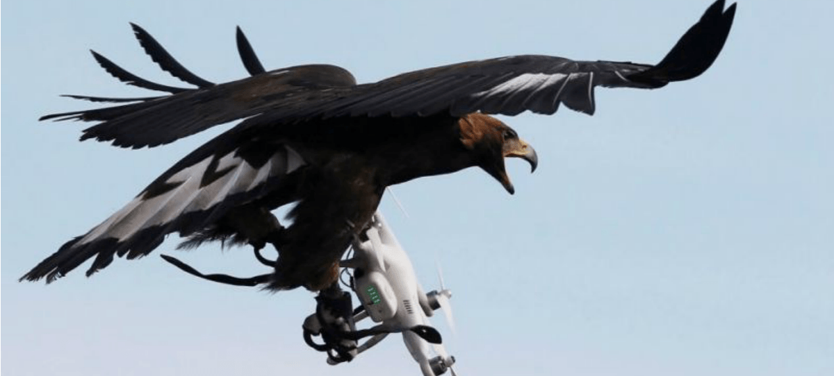 Francia entrena a águilas para capturar drones en el aire