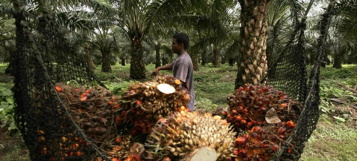 ¿Por qué es peligroso el aceite de palma para tu salud?