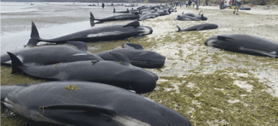 Hallan unas 300 ballenas muertas en la costa de Nueva Zelanda