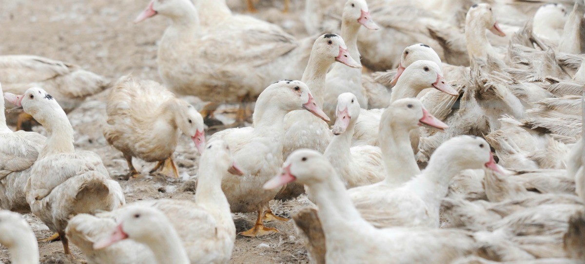 Sacrificados 7.000 patos más en Cataluña al extenderse la gripe aviar