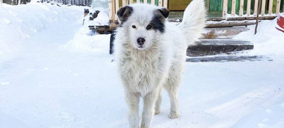 Un perro salva la vida a un bebé abandonado a 20 grados bajo cero