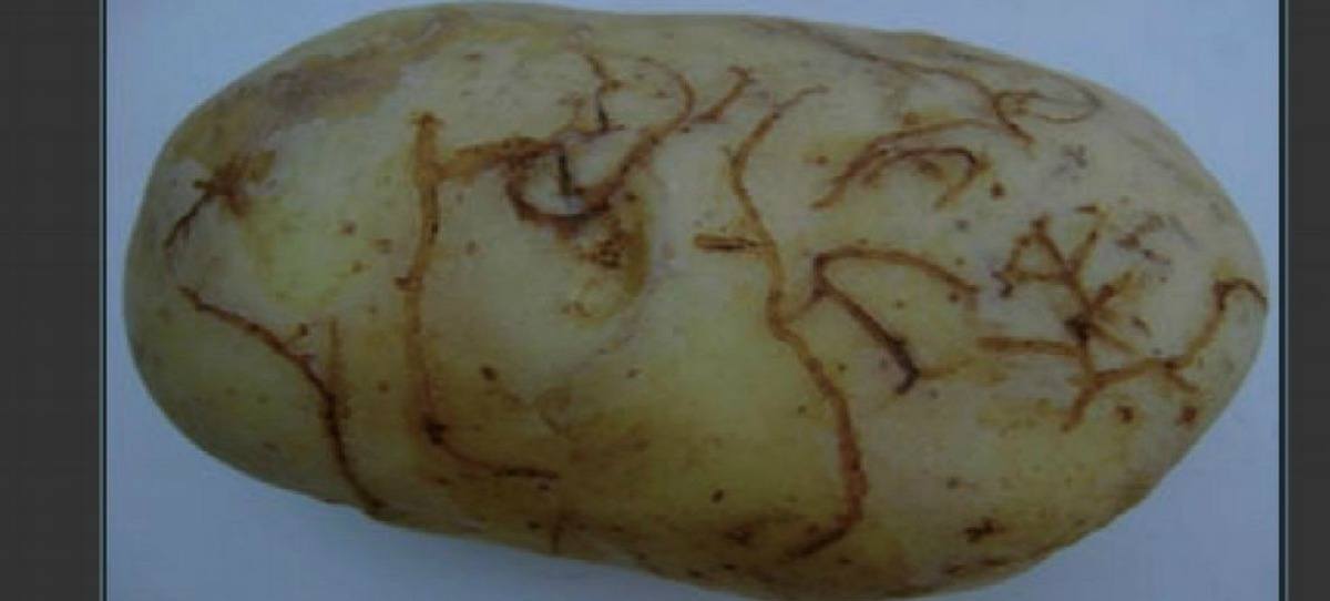 La polilla amenaza a las patatas de Galicia y Asturias