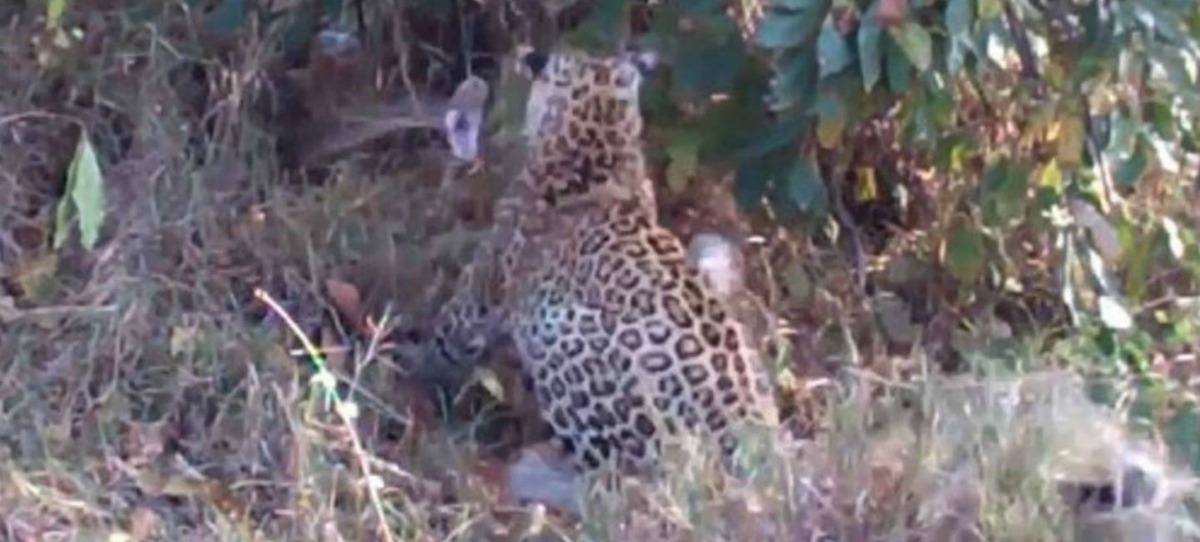 El vídeo viral de la pelea de leopardo contra serpiente pitón gigante