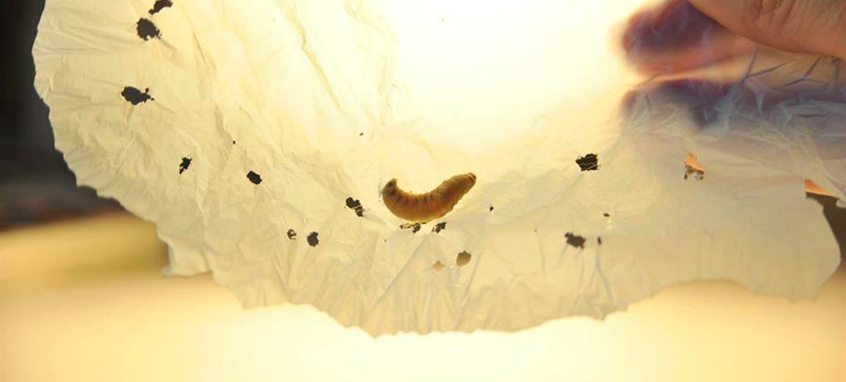 Descubren que el gusano de cera es capaz de biodegradar plásticos resistentes