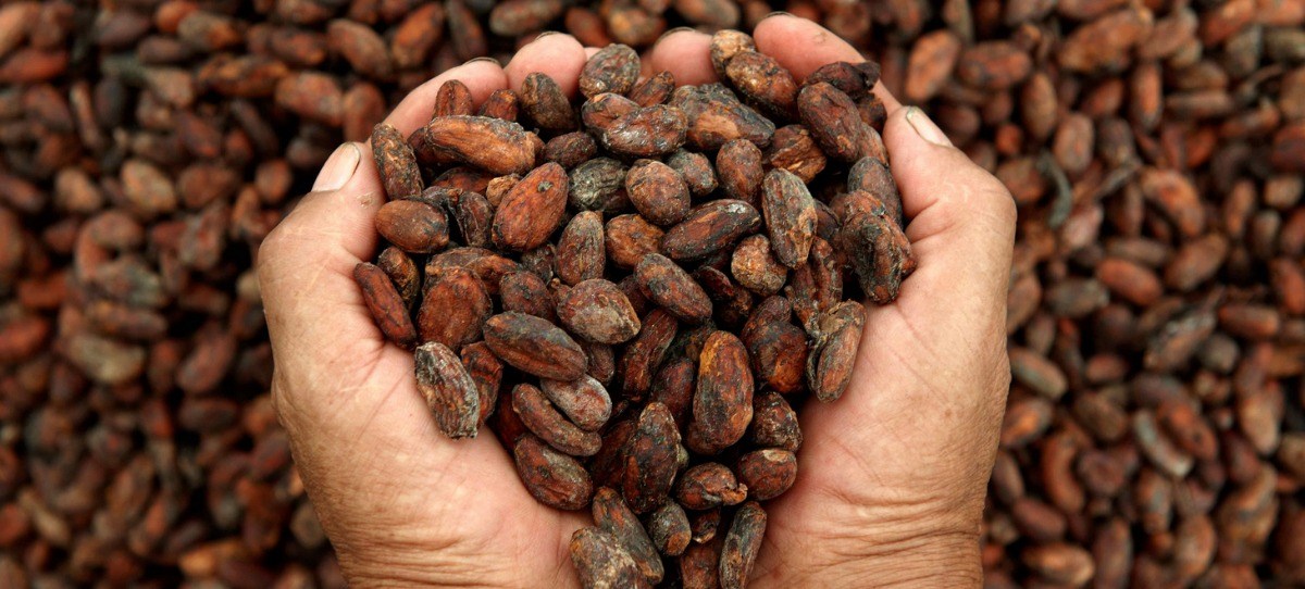 El cacao estrena 2026 a 5.000 euros por tonelada, casi la mitad del precio de hace un año