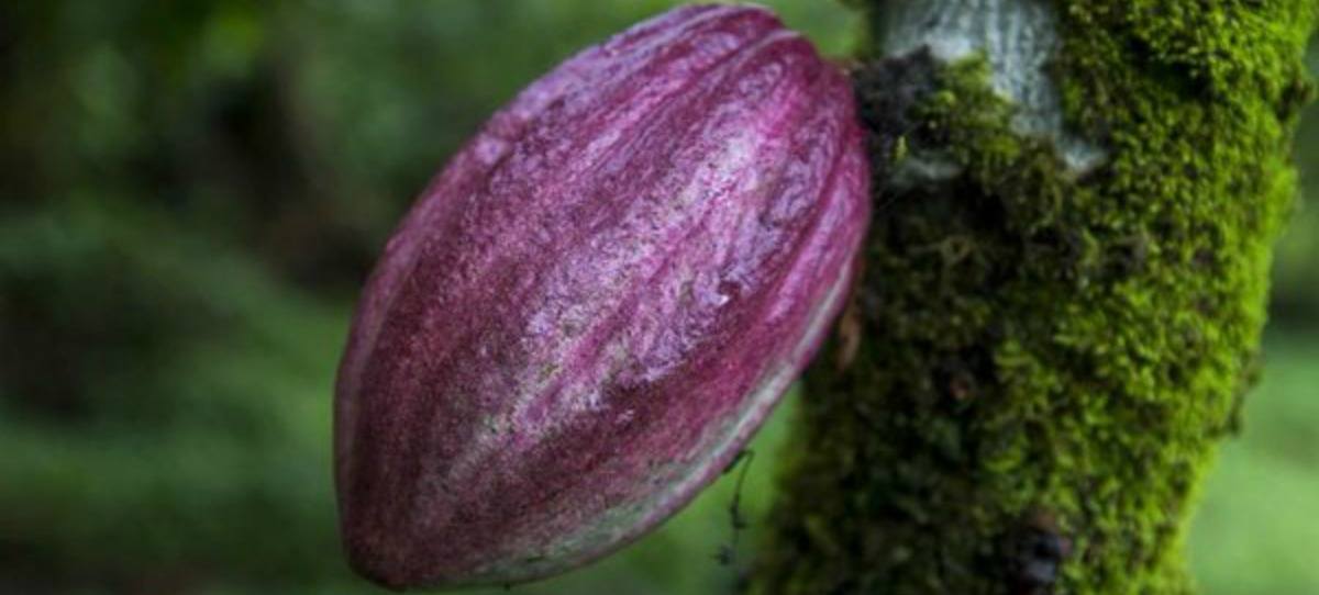 Cacao puro que se inhala, la nueva disparatada moda en EEUU