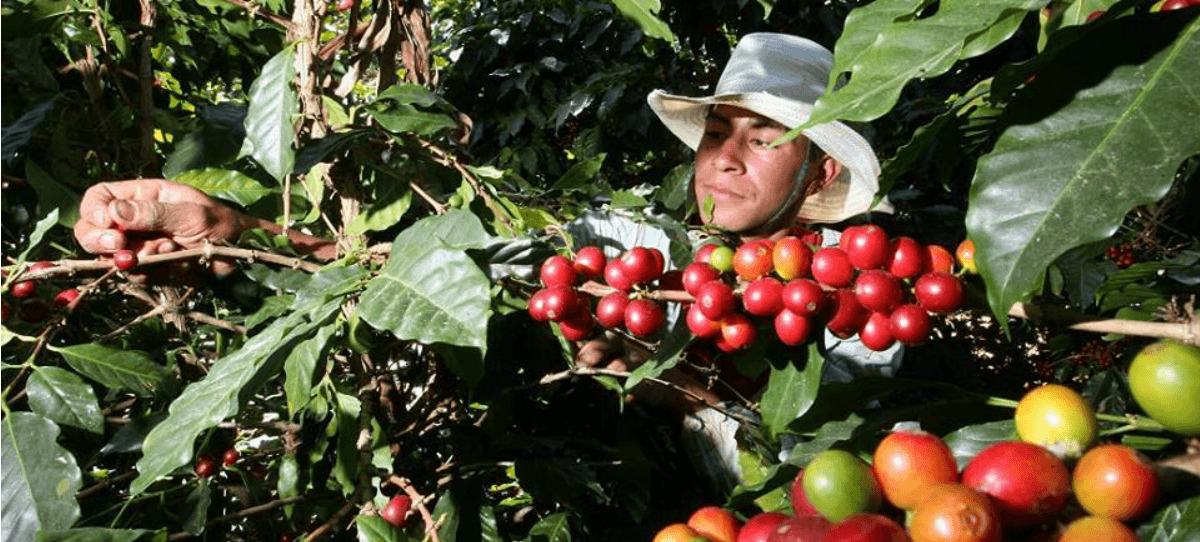 América Latina perderá la mayoría de sus plantaciones de café en 2050