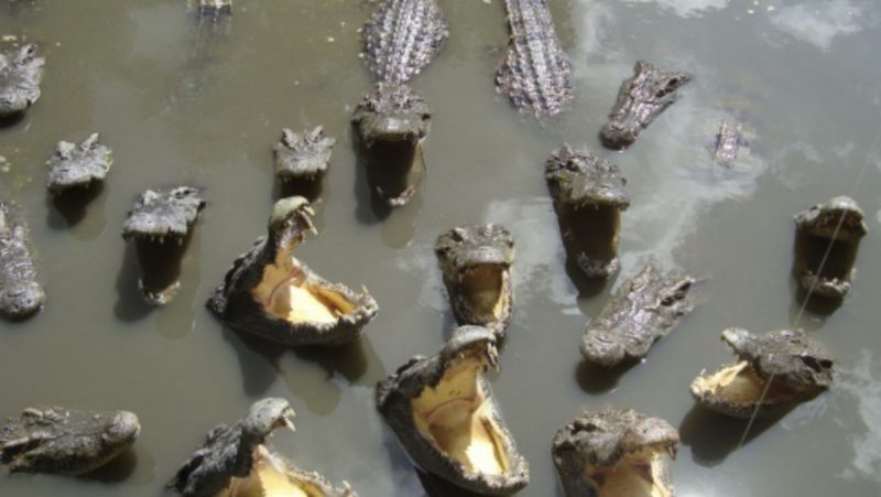 VÍDEO Incontables caimanes, lagartos, peces y ganado mueren en Brasil por la sequía