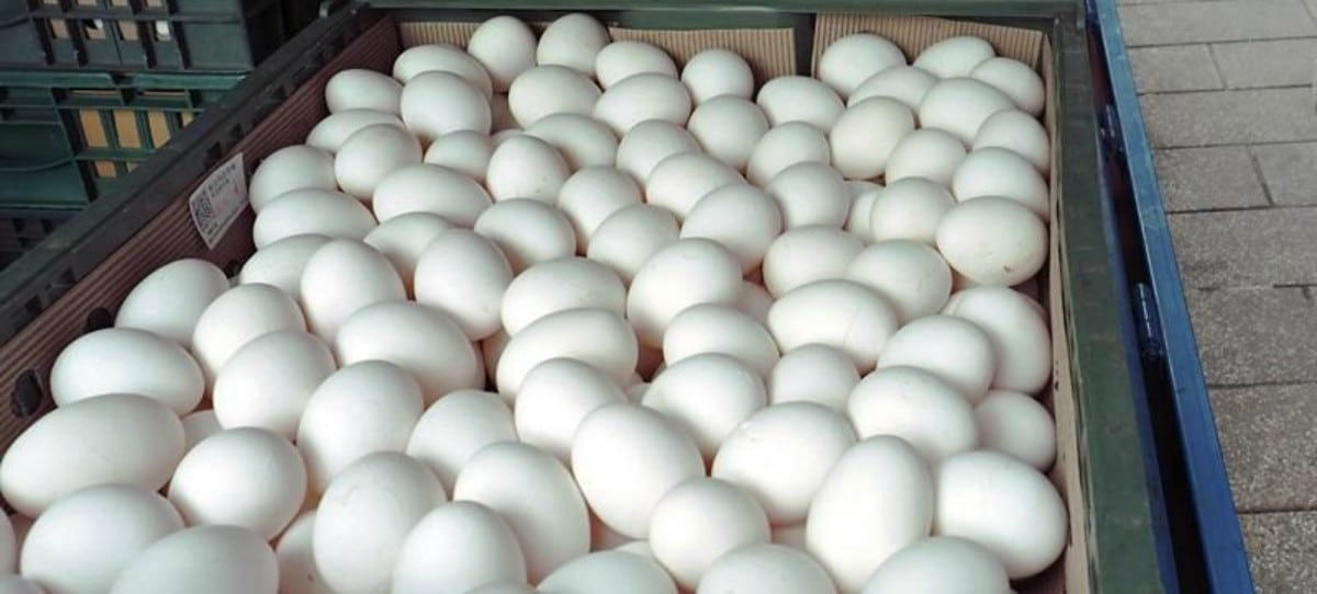 El precio de los huevos se dispara en España por las exportaciones
