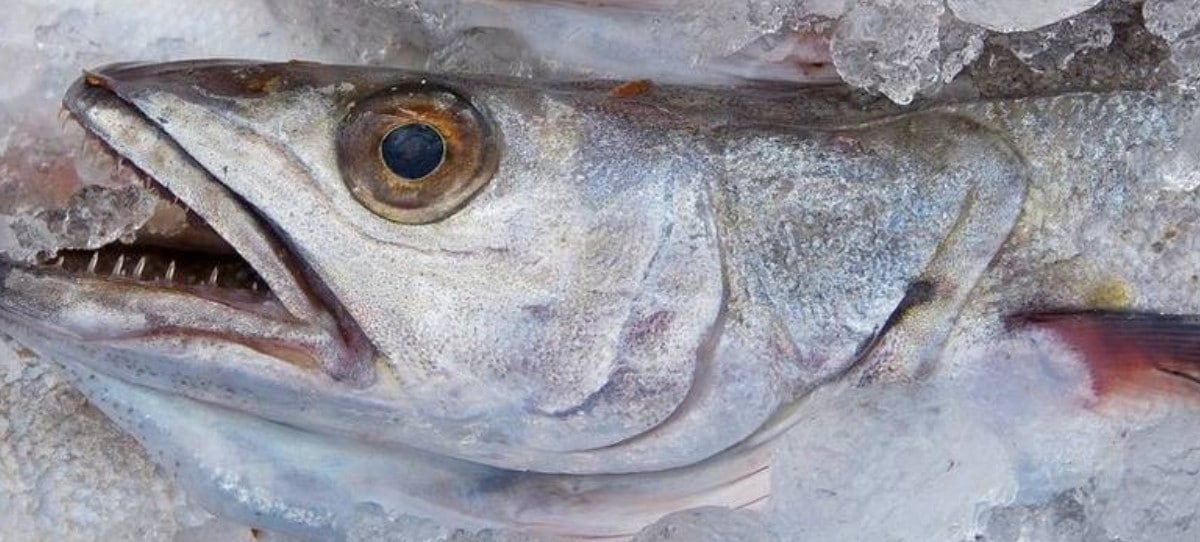 La UE recorta la cuota de merluza en el sur en España por cuarto año consecutivo