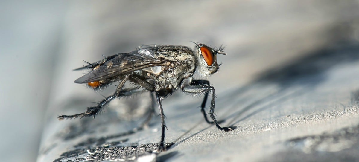 Así perjudican las moscas a tu salud
