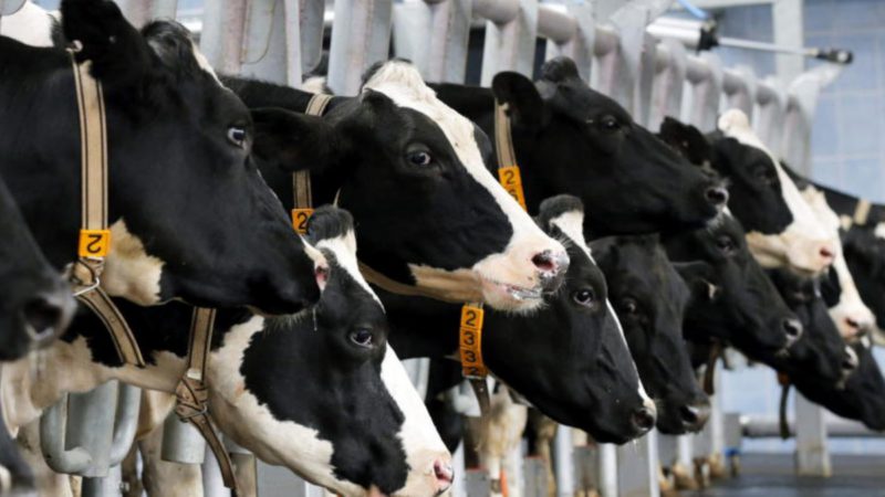 Entra en tres comunidades españolas carne de vaca enferma procedente de Polonia