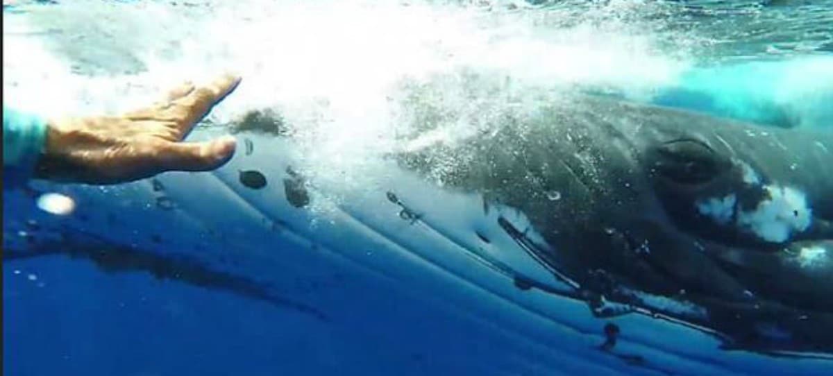 Una ballena jorobada protege a una buzo del ataque de un tiburón tigre