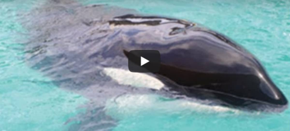 Esta orca es capaz de decir "hola" y "adiós" y revoluciona la red
