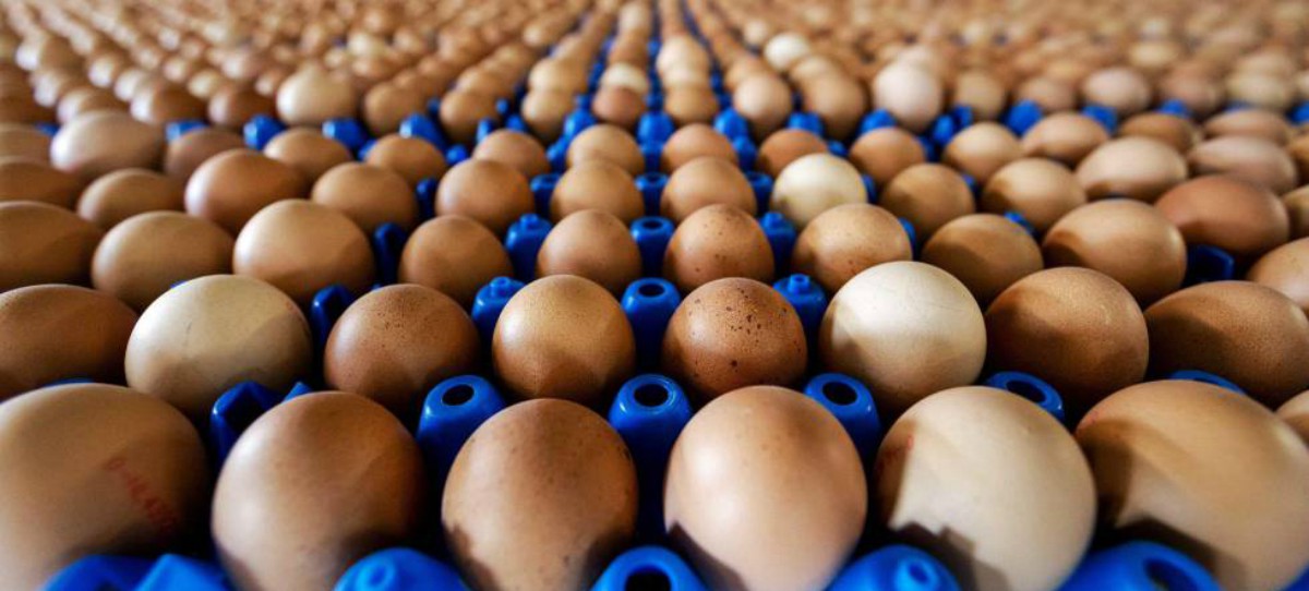 El fondo Cleon Capital crea el mayor productor español de huevos con Dagu y Ous Roig