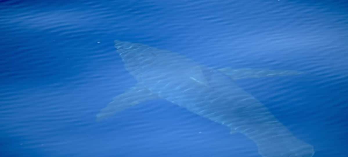El tiburón blanco reaparece en España por primera vez en 30 años