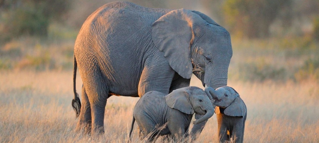Un gen protege a los elefantes del cáncer
