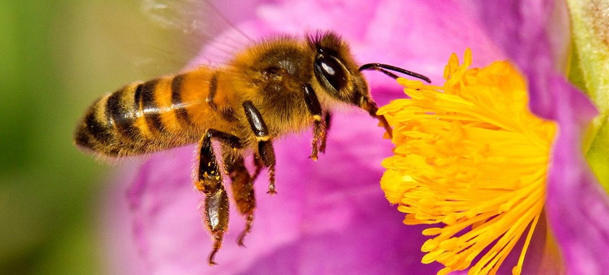 Las abejas son capaces de hacer sumas y restas