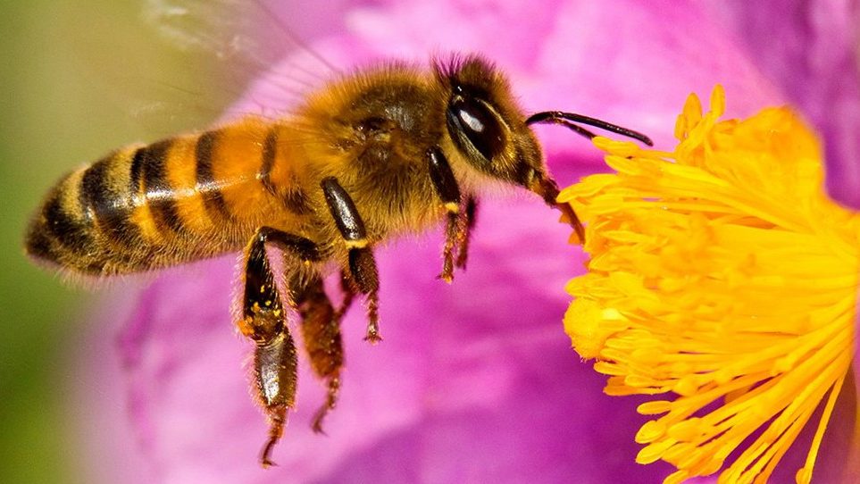 Bee Careful, el proyecto que protege la biodiversidad de las abejas