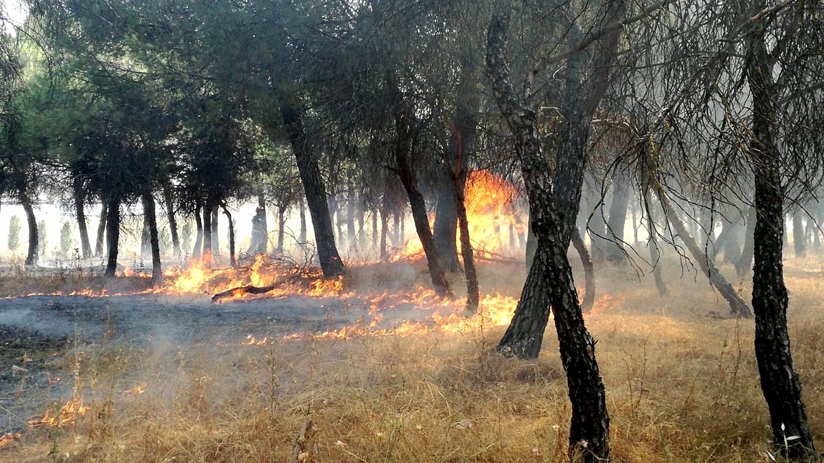 Cotesa desarrolla un software que alerta de incendios forestales