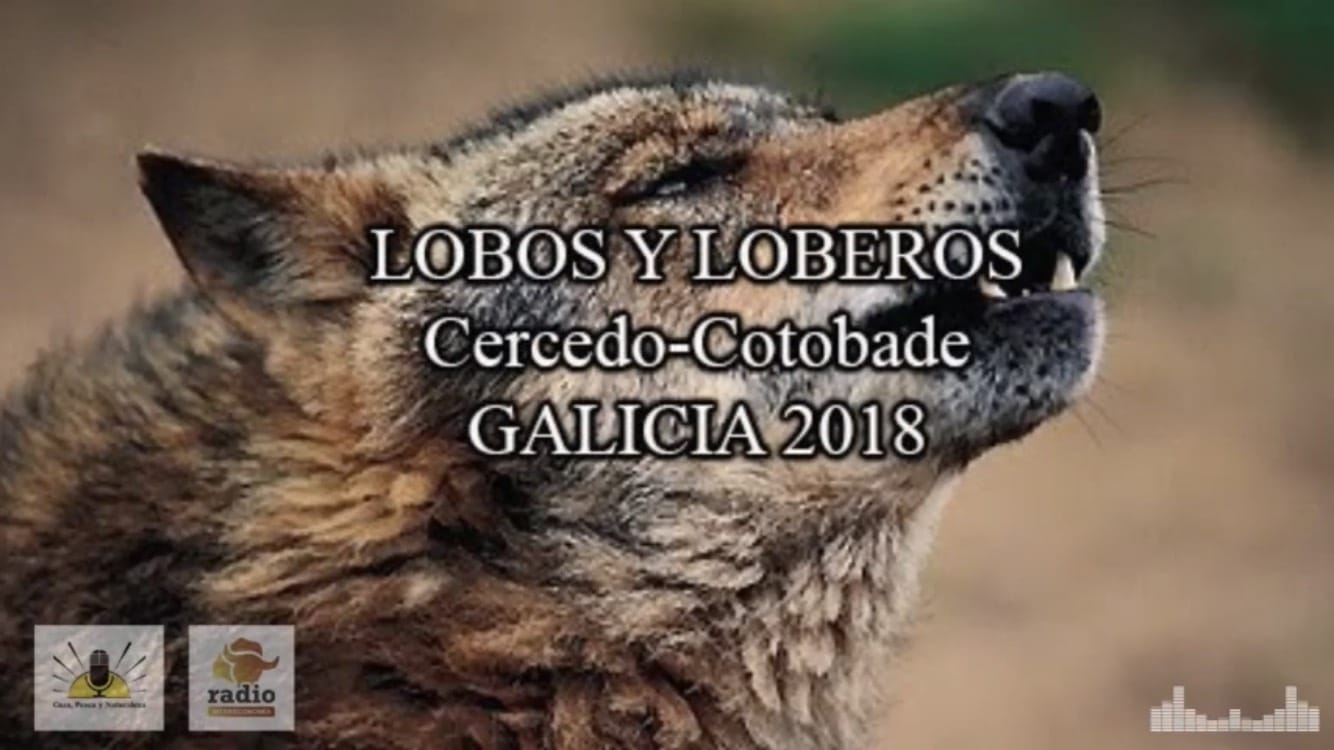 Lobos y Loberos: Galicia 2018