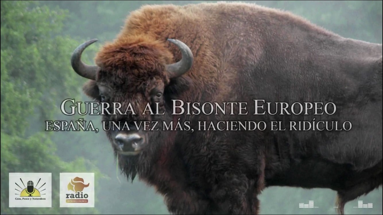 Guerra al bisonte europeo