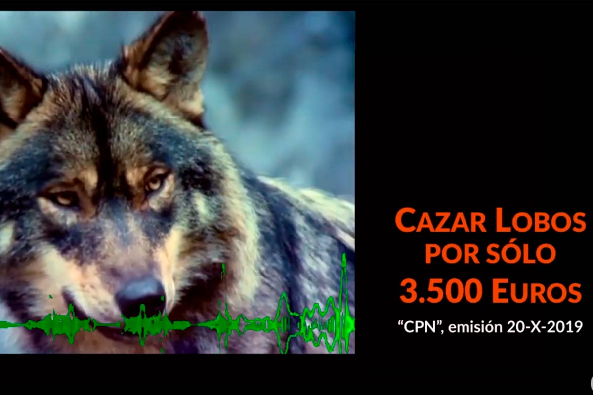 Cazar lobos a 3.500 euros
