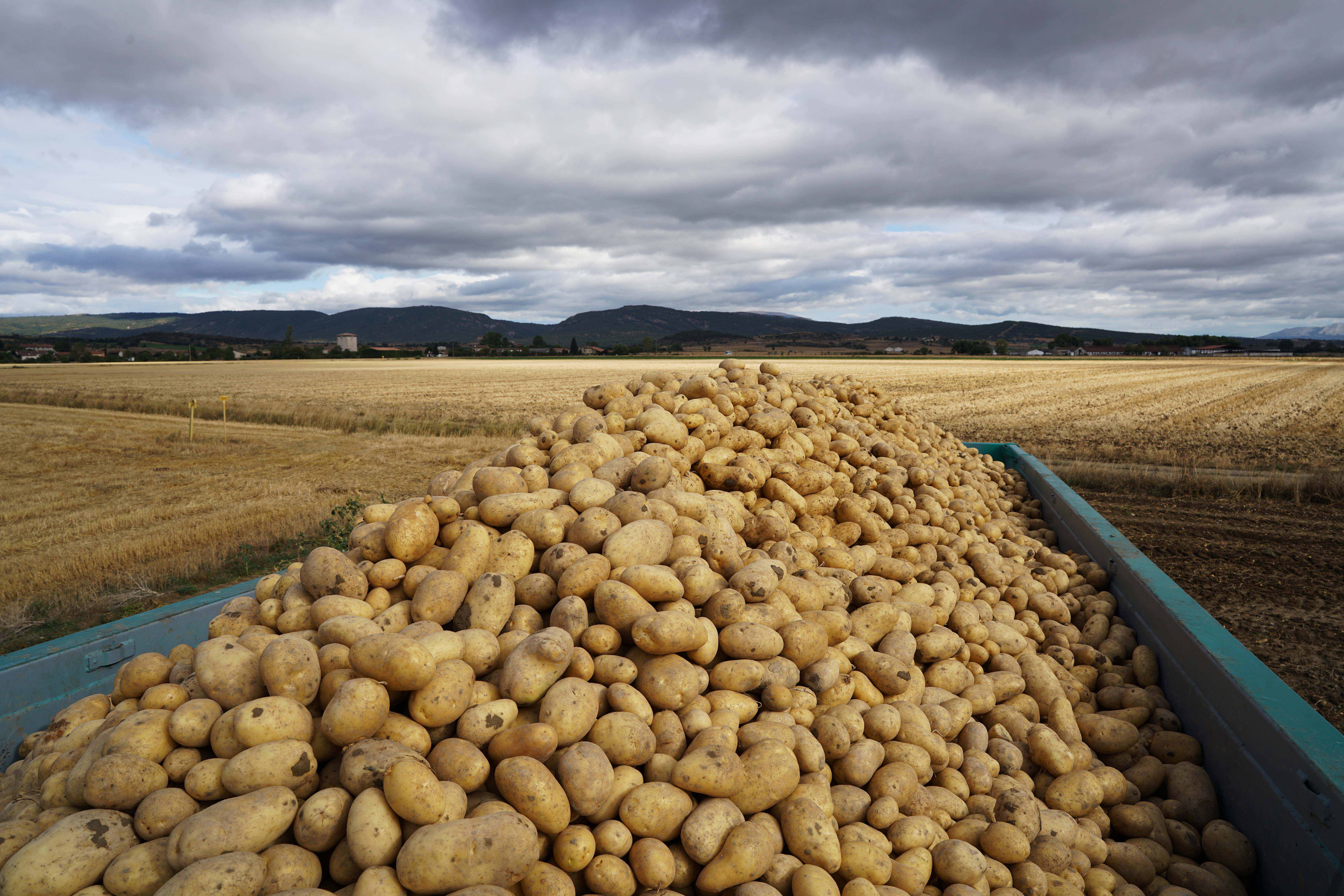 Mercadona comprará este año 55.000 toneladas de patata de Castilla y León