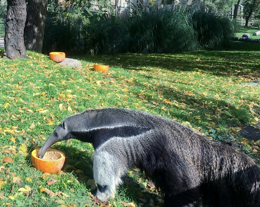 Zoo Aquarium de Madrid anima a descubrir las transformaciones animales del otoño