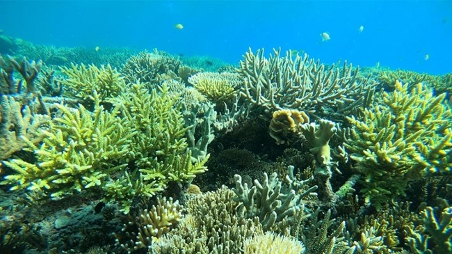 Mars presenta un programa para la recuperación de los arrecifes de coral