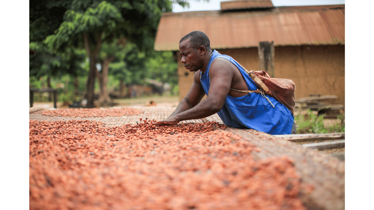 Nestlé anuncia un plan innovador para abordar los riesgos del trabajo infantil, aumentar los ingresos de los agricultores y lograr la total trazabilidad del cacao