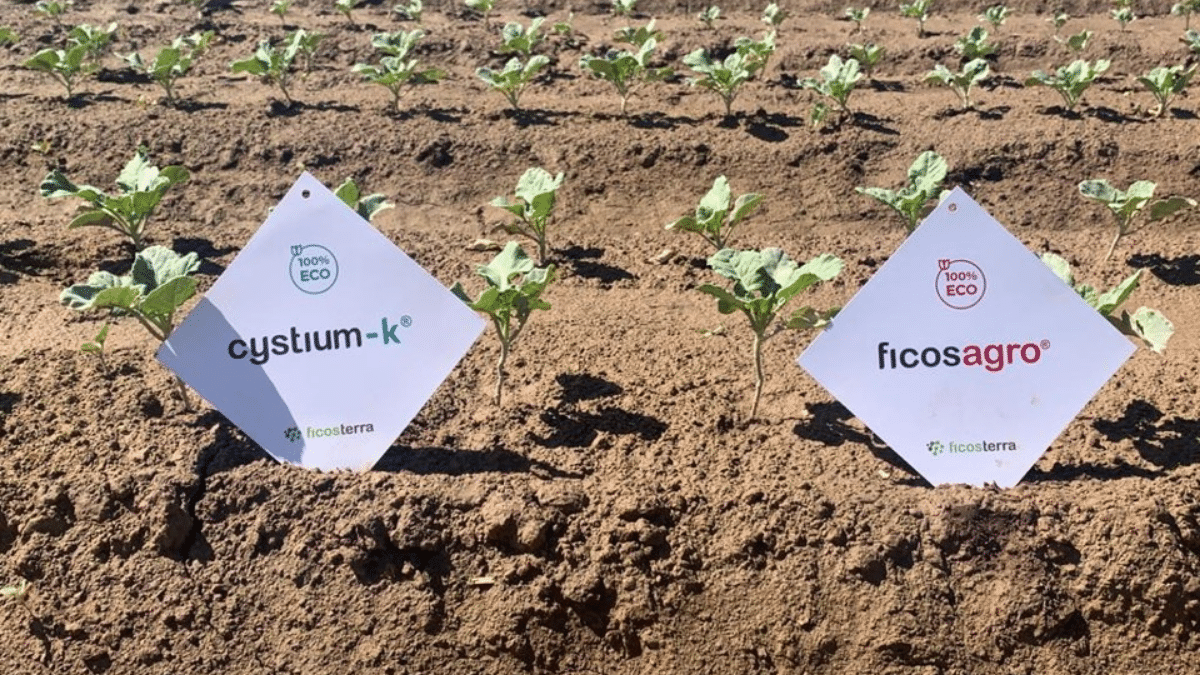 Los bioestimulantes de Ficosterra logran incrementar un 20% la productividad de la cosecha en los ensayos internacionales de Naciones Unidas