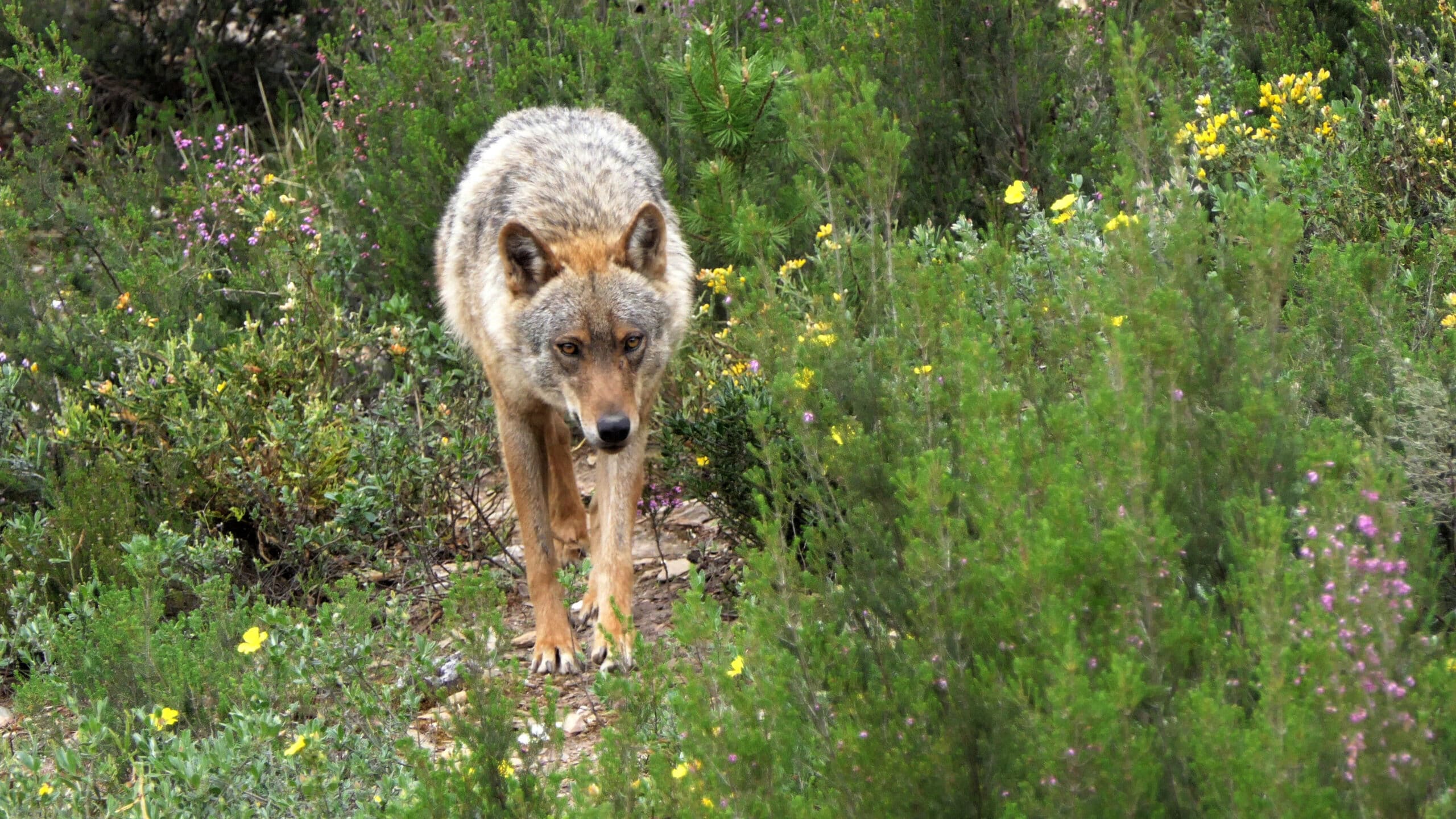 El TC declara nulos los artículos que permiten cazar lobos al norte del Duero