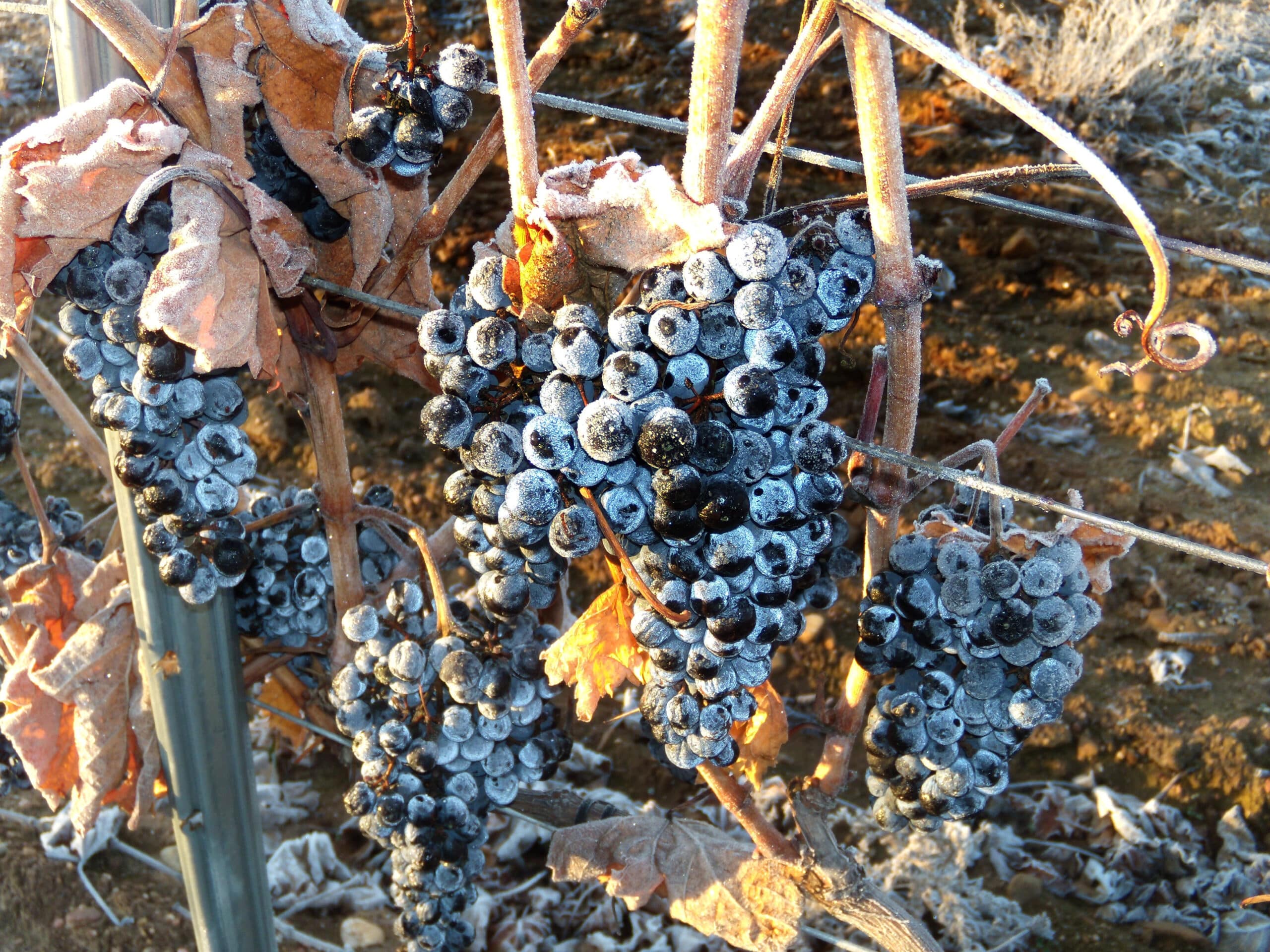 Unicaja anticipa a los viticultores el importe de la cosecha al cero por ciento